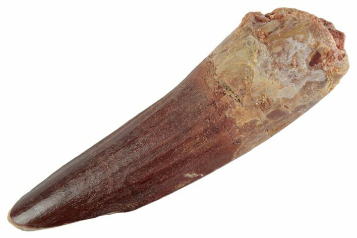 Fossil Spinosaurus Tooth - Real Dinosaur Tooth #367973